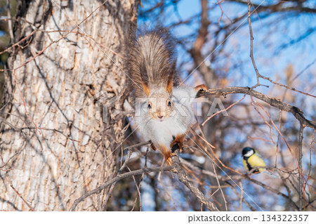 The squirrel sits on a branches without leaves in the winter or autumn 134322357