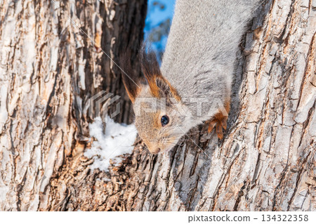 Squirrel sitting upside down on a tree trunk. The squirrel hangs upside down on a tree against colorful blurred background. Close-up. Squirrel sitting upside down on a tree trunk. The squirrel hangs upside down on a tree against colorful blurred background. Close-up. 134322358