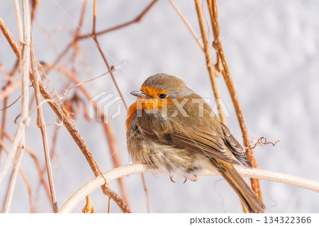 Cute bird the European Robin, Erithacus rubecula. sitting on the tree branch in winter. Cute bird the European Robin, Erithacus rubecula. sitting on the tree branch in winter. 134322366