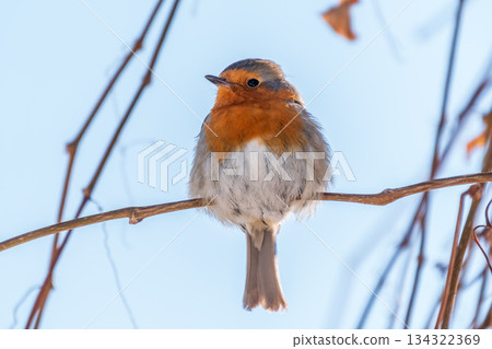 Cute bird the European Robin, Erithacus rubecula. sitting on the tree branch in winter. Cute bird the European Robin, Erithacus rubecula. sitting on the tree branch in winter. 134322369
