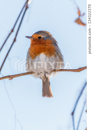 Cute bird the European Robin, Erithacus rubecula. sitting on the tree branch in winter. Cute bird the European Robin, Erithacus rubecula. sitting on the tree branch in winter. 134322370