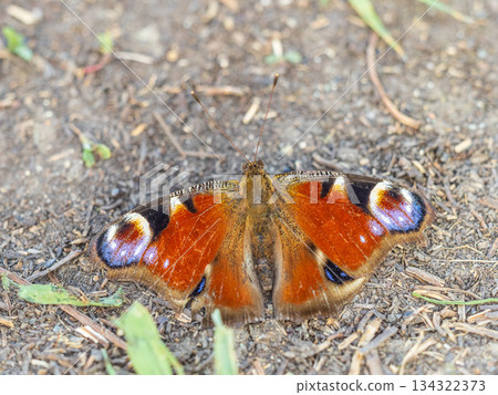 Peacock butterfly on the ground among the grass 134322373