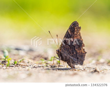 Peacock butterfly on the ground among the grass 134322376