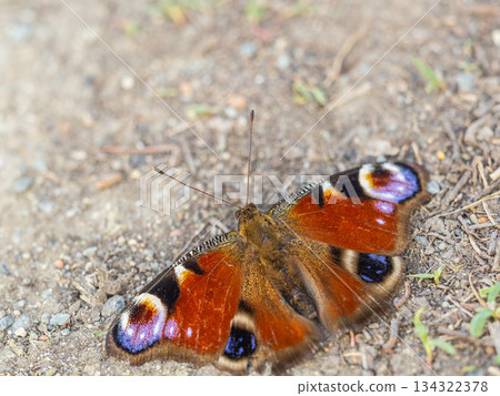 Peacock butterfly on the ground among the grass Peacock butterfly on the ground among the grass 134322378