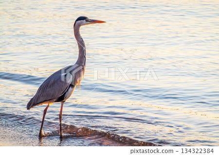 A heron hunting in the sea. Grey heron on the hunt A heron hunting in the sea. Grey heron on the hunt 134322384