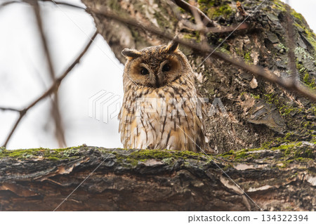 Long-eared owl (Asio otus), looking forward with wide opened eyes Long-eared owl (Asio otus), looking forward with wide opened eyes 134322394