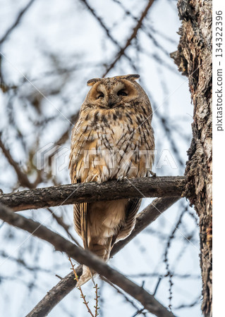 Long-eared owl (Asio otus), looking forward with wide opened eyes Long-eared owl (Asio otus), looking forward with wide opened eyes 134322396