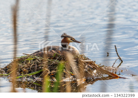 Great Crested Grebe, Podiceps cristatus, water bird sitting on the nest, nesting time on the green lake Great Crested Grebe, Podiceps cristatus, water bird sitting on the nest, nesting time on the green lake 134322399
