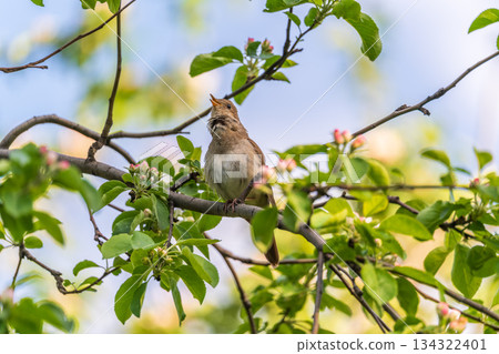 Thrush Nightingale, Luscinia luscinia. A bird sits on a tree branch and sings Thrush Nightingale, Luscinia luscinia. A bird sits on a tree branch and sings 134322401