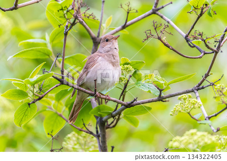 Thrush Nightingale, Luscinia luscinia. A bird sits on a tree branch and sings 134322405