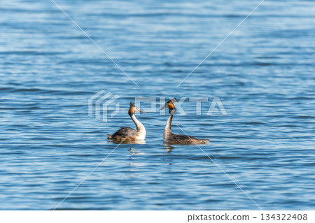 Mating games of two water birds Great Crested Grebes. Two waterfowl birds Great Crested Grebes swim in the lake with heart shaped silhouette Mating games of two water birds Great Crested Grebes. Two waterfowl birds Great Crested Grebes swim in the lake with heart shaped silhouette 134322408