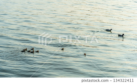 Eurasian Coot with Chicks Swimming on Lake Eurasian Coot with Chicks Swimming on Lake 134322411