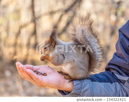 A squirrel in the spring or autumn eats nuts from a human hand. Eurasian red squirrel, Sciurus vulgaris 134322421