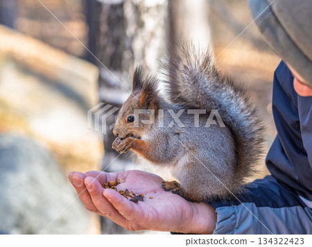 A squirrel in the spring or autumn eats nuts from a human hand. Eurasian red squirrel, Sciurus vulgaris A squirrel in the spring or autumn eats nuts from a human hand. Eurasian red squirrel, Sciurus vulgaris 134322423
