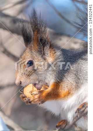 The squirrel with nut sits on tree in the winter or late autumn The squirrel with nut sits on tree in the winter or late autumn 134322441
