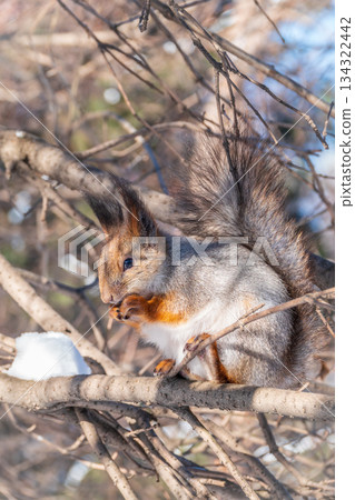 The squirrel with nut sits on tree in the winter or late autumn 134322442