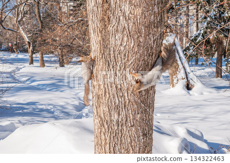 Two squirrels with fluffy tails on the trunk of an old tree. Two Red squirrels chasing each other around a tree. 134322463