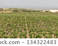 Marsala fields 134322483