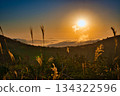 A rural landscape with a sea of clouds sparkling in the morning sun and Japanese pampas grass 134322596