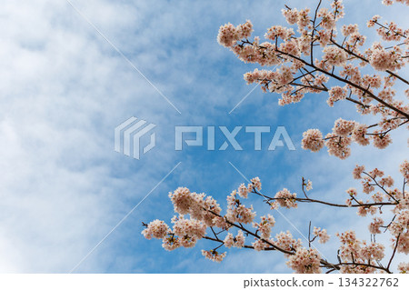 櫻花、藍天和白雲 134322762