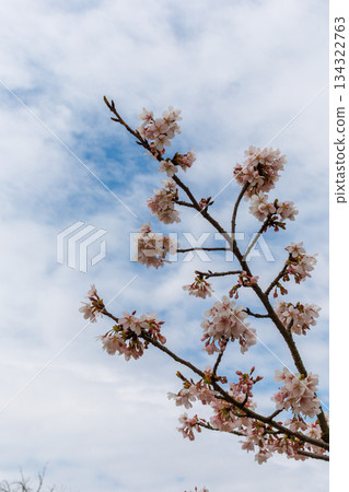 櫻花在天空中伸展 櫻花在天空中伸展 134322763