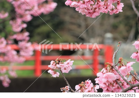 河津櫻花和油菜花 河津櫻花和油菜花 134323025
