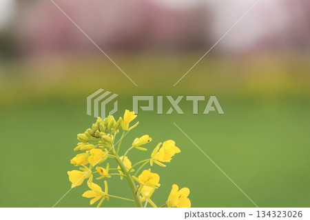 河津櫻花和油菜花 河津櫻花和油菜花 134323026