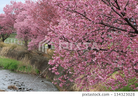 河津櫻花和油菜花 134323028