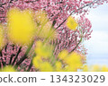Kawazu cherry tree and rape blossoms 134323029