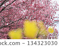 Kawazu cherry tree and rape blossoms 134323030