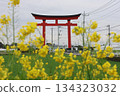 Kawazu cherry tree and rape blossoms 134323032