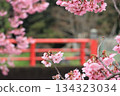 Kawazu cherry tree and rape blossoms 134323034