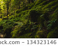 Rock with moss 134323146