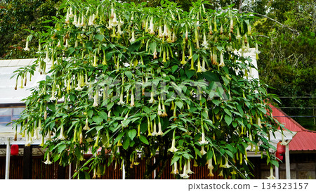 Close-up photo of a lily in nature 134323157