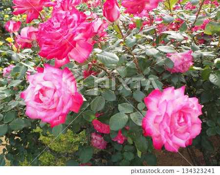 Dark pink roses Dark pink roses 134323241
