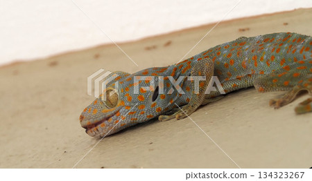 Sleepy gecko orange spots blue skin reptile wall closeup macro daylight calm Sleepy gecko orange spots blue skin reptile wall closeup macro daylight calm 134323267