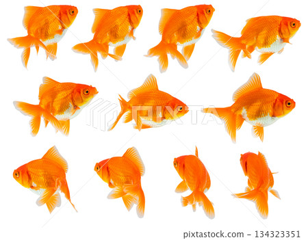 Oranda goldfish set isolated on white background close up Oranda goldfish set isolated on white background close up 134323351