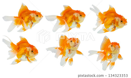 Oranda goldfish set isolated on white background close up Oranda goldfish set isolated on white background close up 134323353