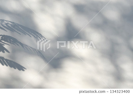Abstract natural tree leaves shadow on white wall background 134323400
