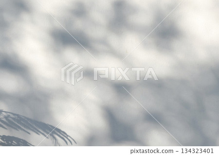 Abstract natural tree leaves shadow on white wall background Abstract natural tree leaves shadow on white wall background 134323401