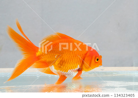 Oranda goldfish in aquarium fish tank close up Oranda goldfish in aquarium fish tank close up 134323405