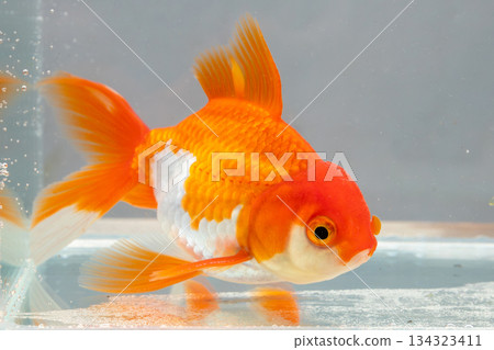 Oranda goldfish in aquarium fish tank close up 134323411