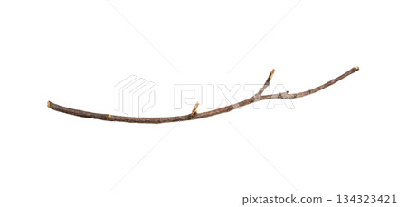 Dry tree branches isolated on white background Dry tree branches isolated on white background 134323421