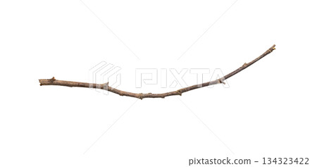 Dry tree branches isolated on white background 134323422
