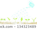 Watercolor illustration of a sprout being watered with a watering can. Growth and education concept. 134323489