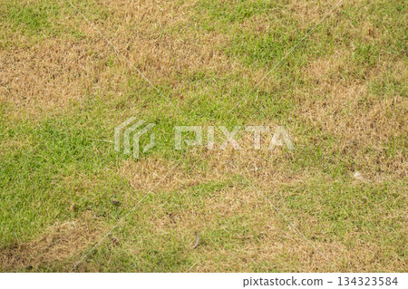 Green grass and damage dry grass texture background Green grass and damage dry grass texture background 134323584