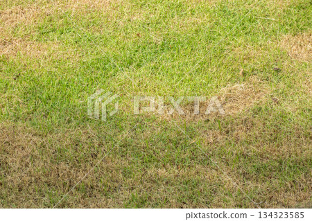 Green grass and damage dry grass texture background Green grass and damage dry grass texture background 134323585