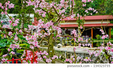 Beautiful views of cherry blossoms in nature 134323735