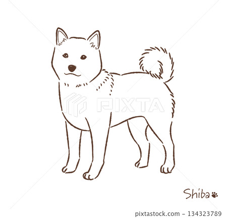 手繪柴犬線描圖_向量圖 手繪柴犬線描圖_向量圖 134323789