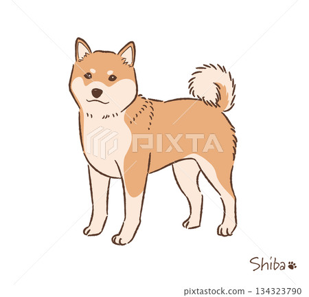 手繪柴犬紅毛向量圖 134323790